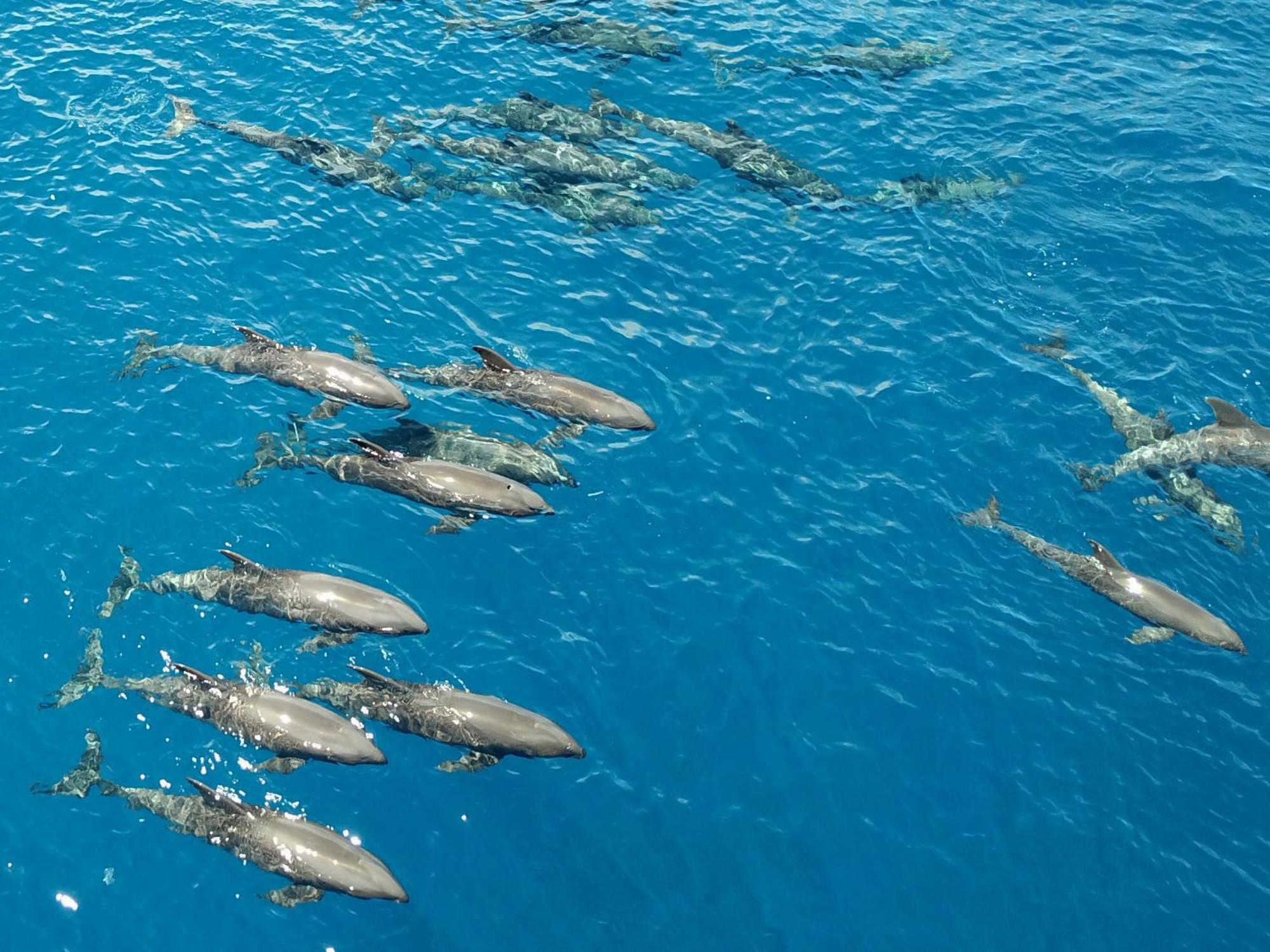 Atauro Dive Resort Beloi Eksteriør bilde