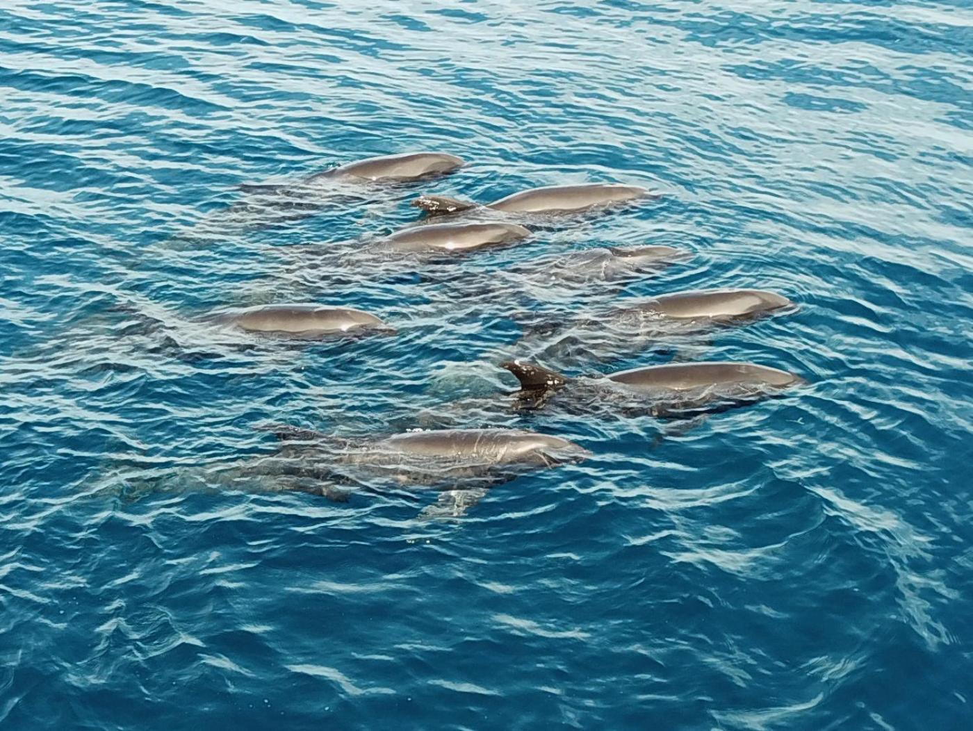 Atauro Dive Resort Beloi Eksteriør bilde