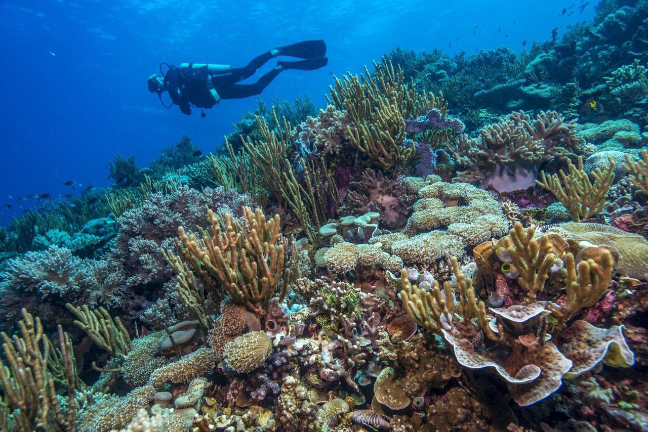 Atauro Dive Resort Beloi Eksteriør bilde