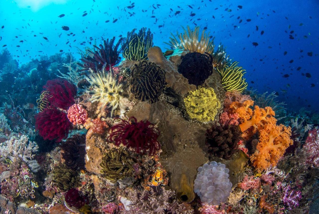 Atauro Dive Resort Beloi Eksteriør bilde
