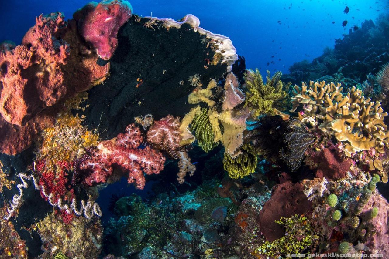 Atauro Dive Resort Beloi Eksteriør bilde