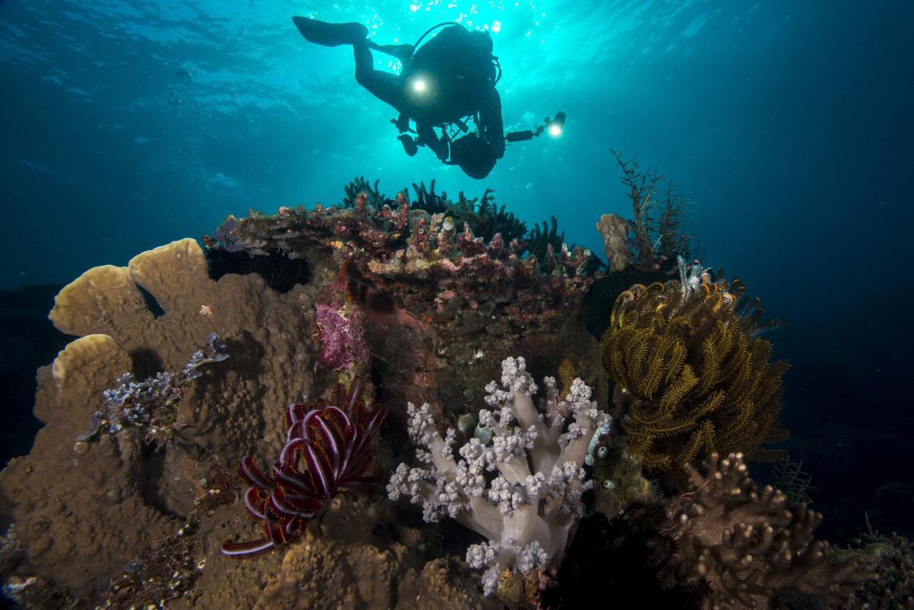 Atauro Dive Resort Beloi Eksteriør bilde