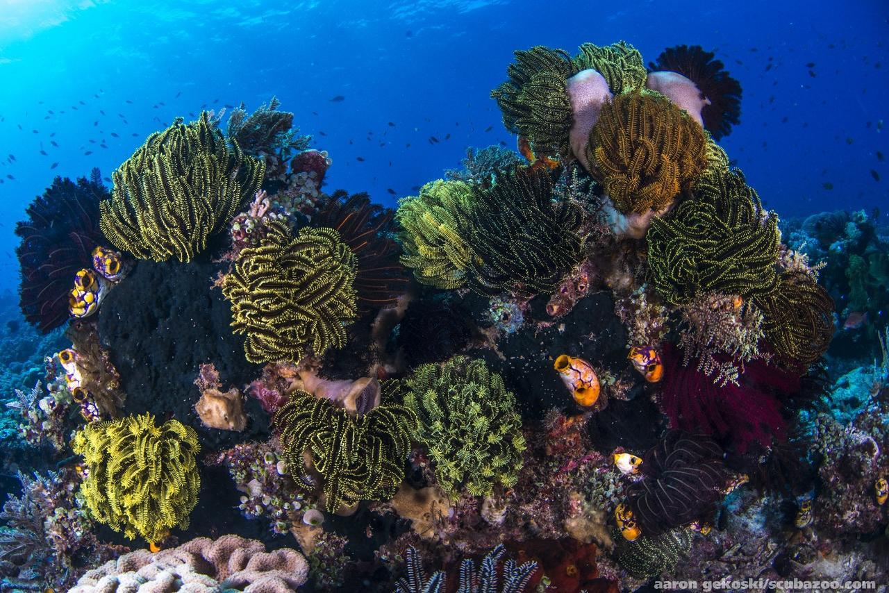 Atauro Dive Resort Beloi Eksteriør bilde